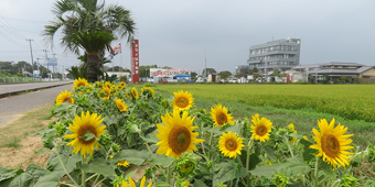 関東第18号　ロングビーチ　癒しの九十九里街道