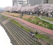 桜川沿岸