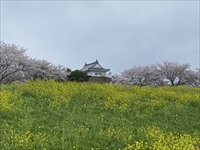花満開の関宿城