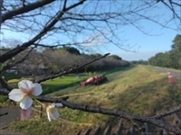 10月の桜と草刈機