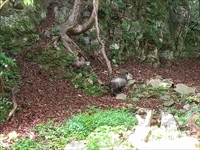 現場周辺の動物