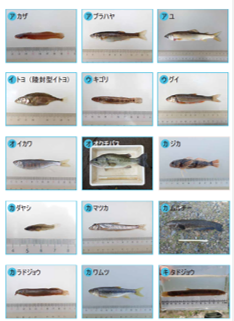魚一覧