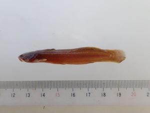 アカザ