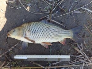 コイ （飼育型）