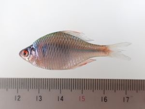 タイリクバラタナゴ
