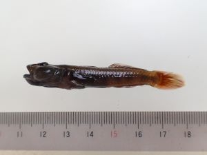 トウヨシノボリ類