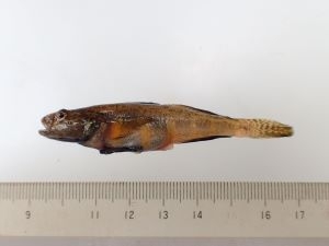 ムサシノジュズカケハゼ