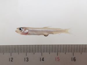 ワカサギ