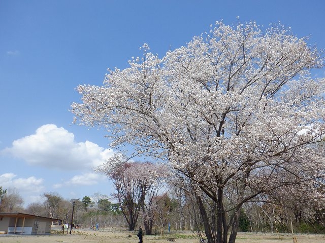 令和7年　樹林エリアのシンボルツリー