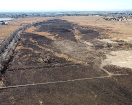 渡良瀬遊水地：令和８年３月４日撮影