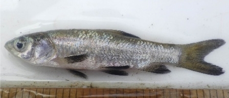 アオウオ
