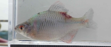 タイリクバラタナゴ