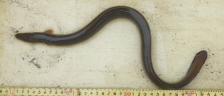ニホンウナギ