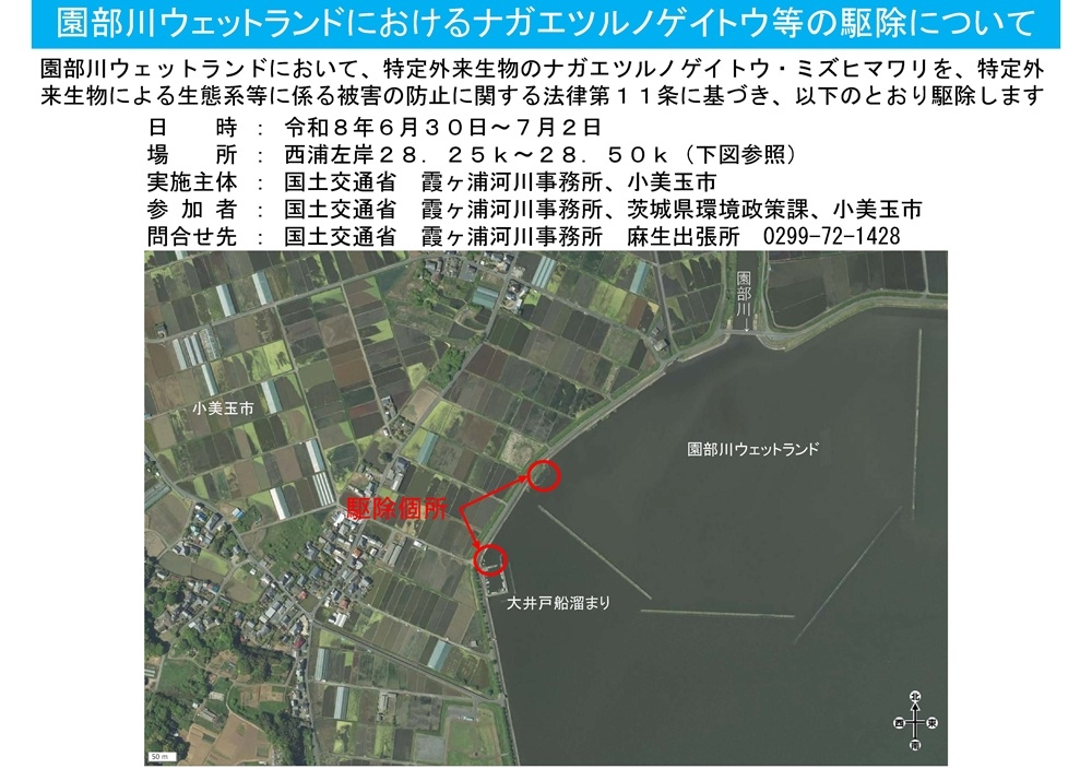 園部川ウエットランドにおけるナガエツルノゲイトウ等の駆除について