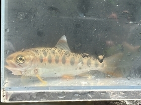 sakana