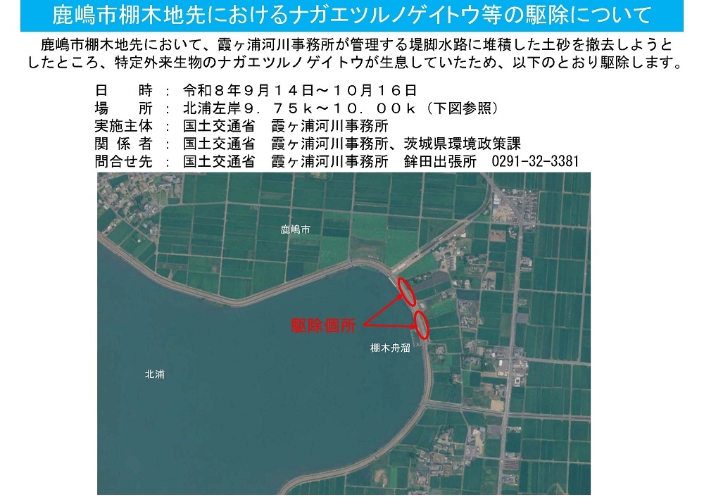 鹿嶋市棚木地先におけるナガエツルノゲイトウ等の駆除について