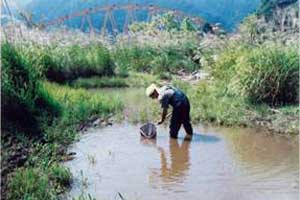 Fish survey