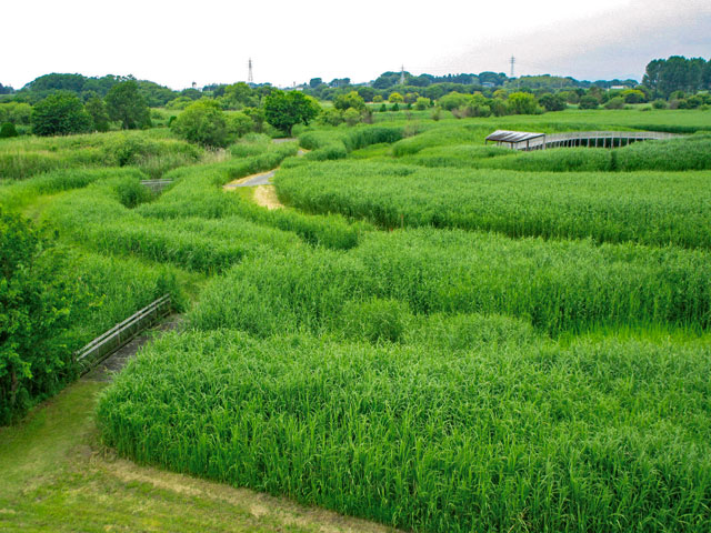 【写真】ヨシ原浄化施設