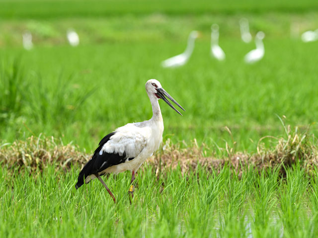 [Photo]The Japanese white stork