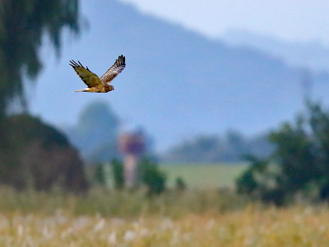 [Photo]Eastern marsh harrier