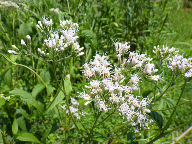 [Photo]Thoroughwort