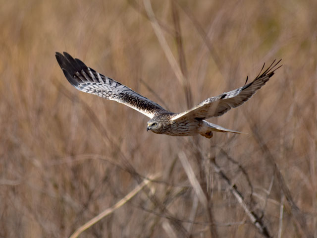 [Photo]Eastern marsh harrier