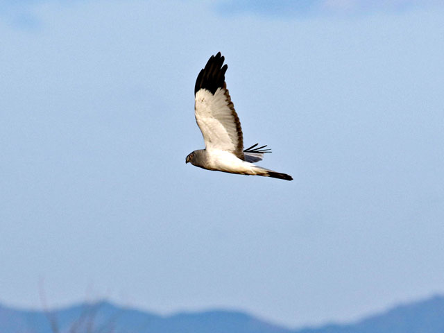 [Photo]Hen harrier