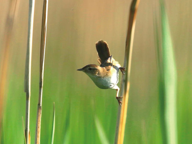 [Photo]Japanese marsh warbler