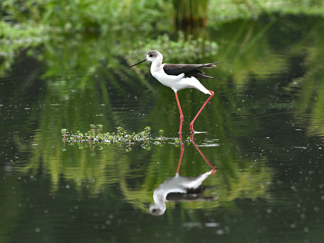 [Photo]Black-winged Stilt