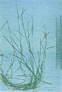 qELKW{