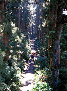 写真：箱根の杉並木