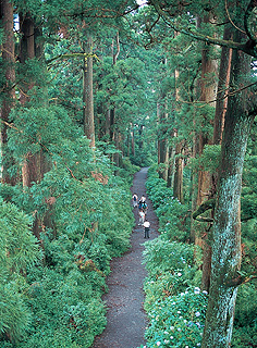 写真:箱根の杉並木